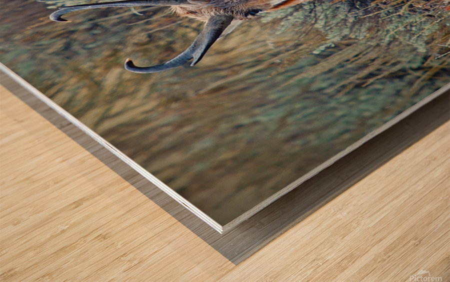 Pronghorn Antelope Wood print