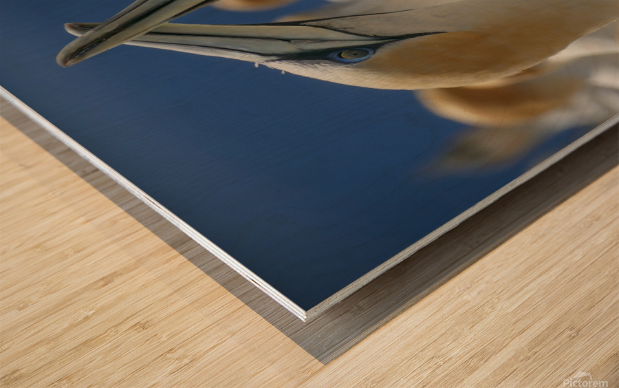 Northern Gannet Wood print