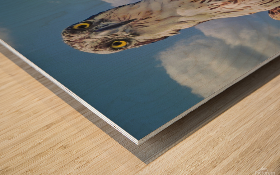 Osprey posing Wood print