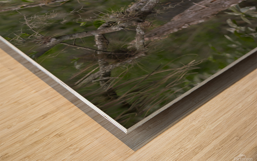 Everglades heron Wood print