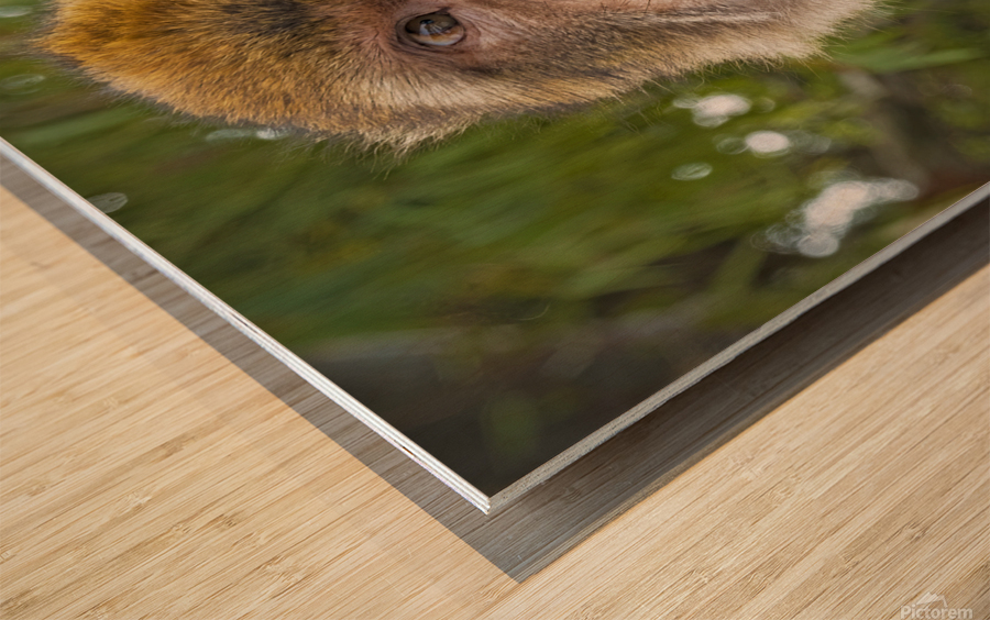 Barbary Macaques Monkey Wood print