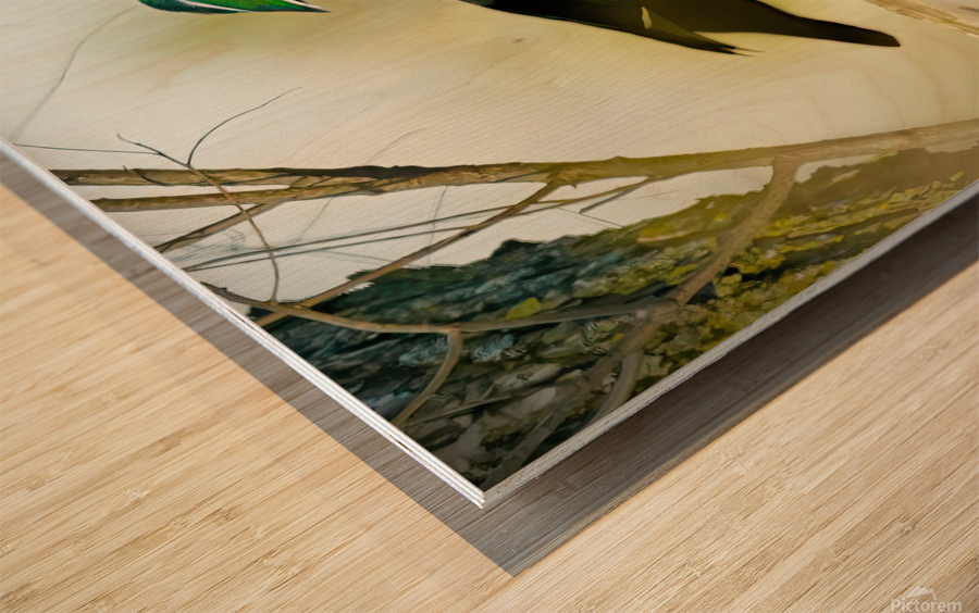 Wood duck Wood print