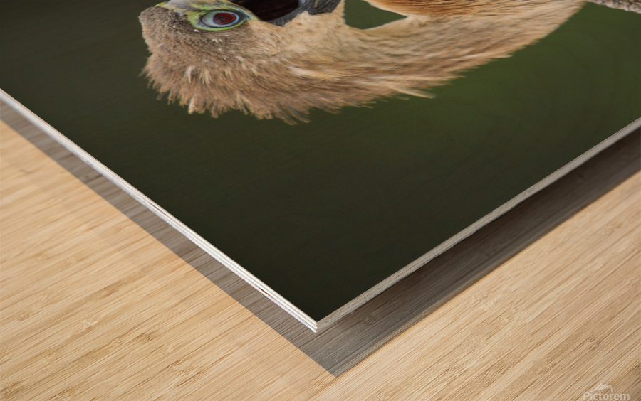 Juvenile Anhinga Wood print