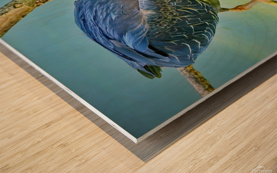  Green Heron Wood print