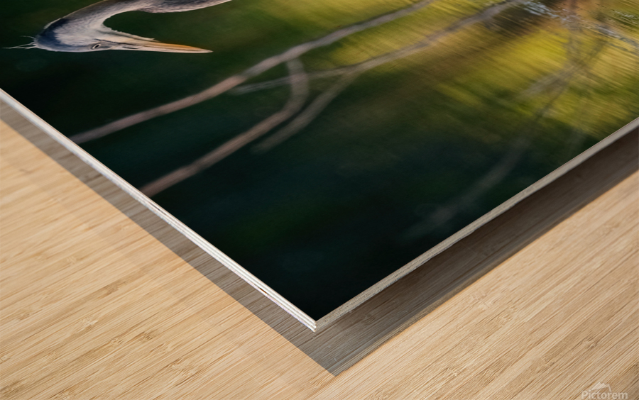 Blue Heron fishing Wood print