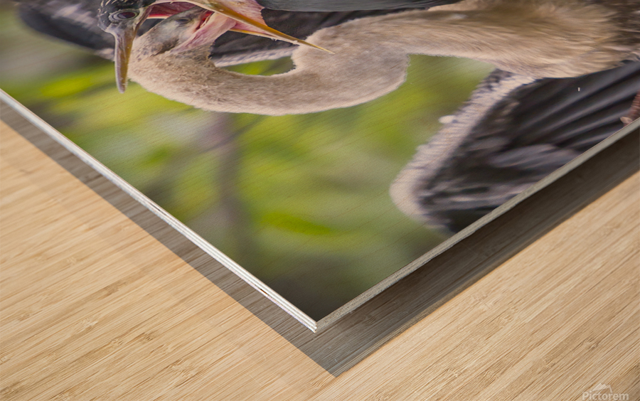 Anhinga at lunch Wood print