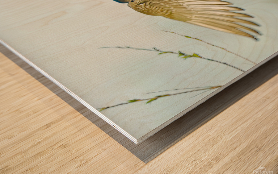 Colorful Wood duck landing Wood print