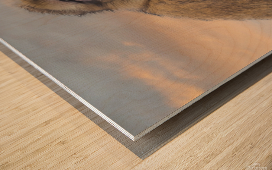  Barbary Macaques Monkey Wood print