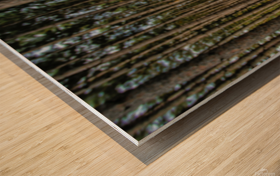 Stand of Pines Wood print