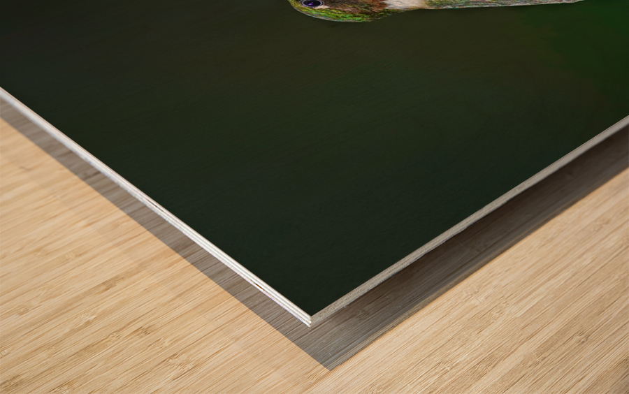 Ruby-throated hummingbird Wood print