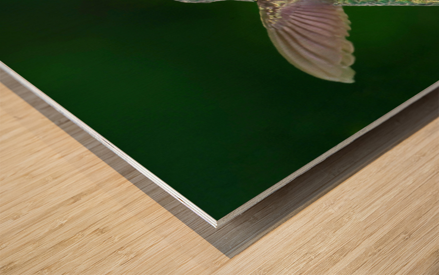 Hummer on flower Wood print