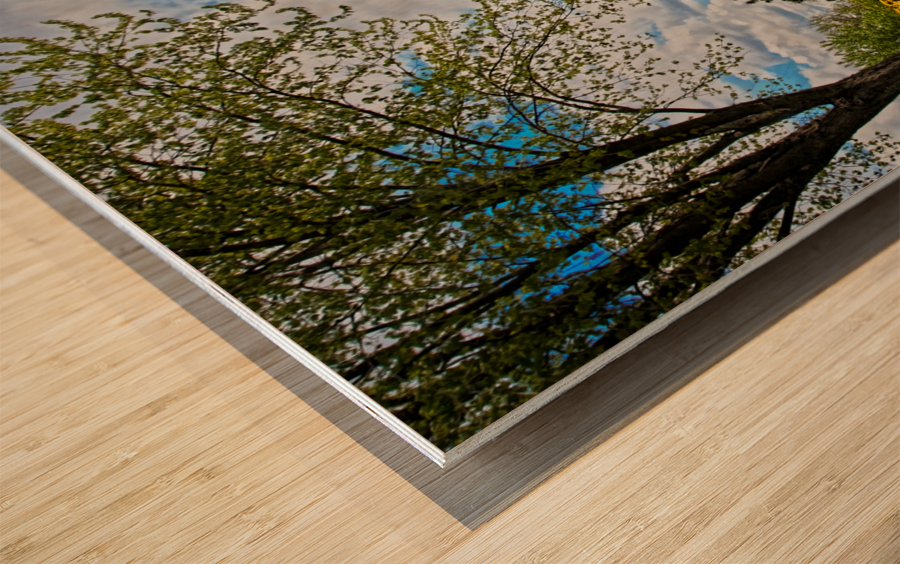 A crowd of dandelion Wood print