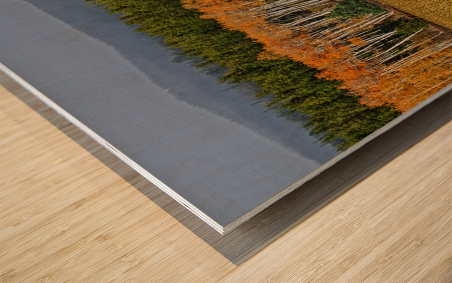 Aspen on display Wood print