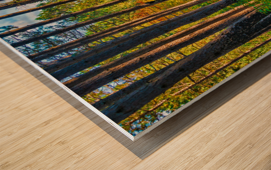 Bent tree in the forest  Wood print