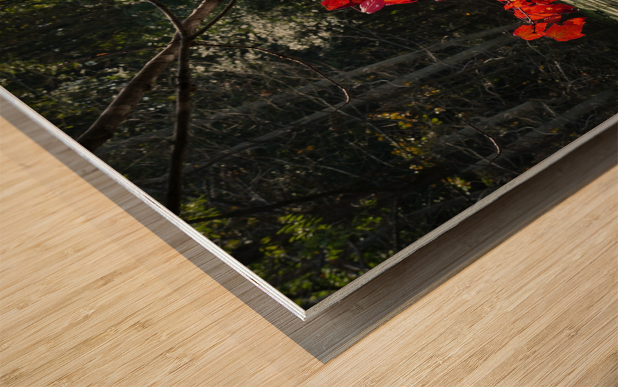   Fall Color in Lutsen Wood print