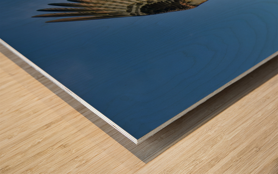 Big wing osprey Wood print