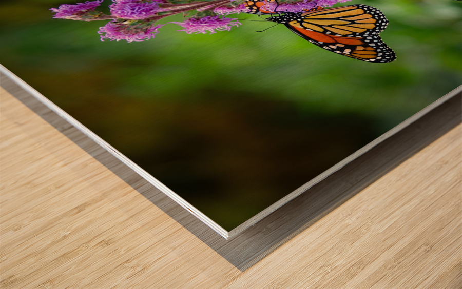Monarch on Blazing Star Wood print