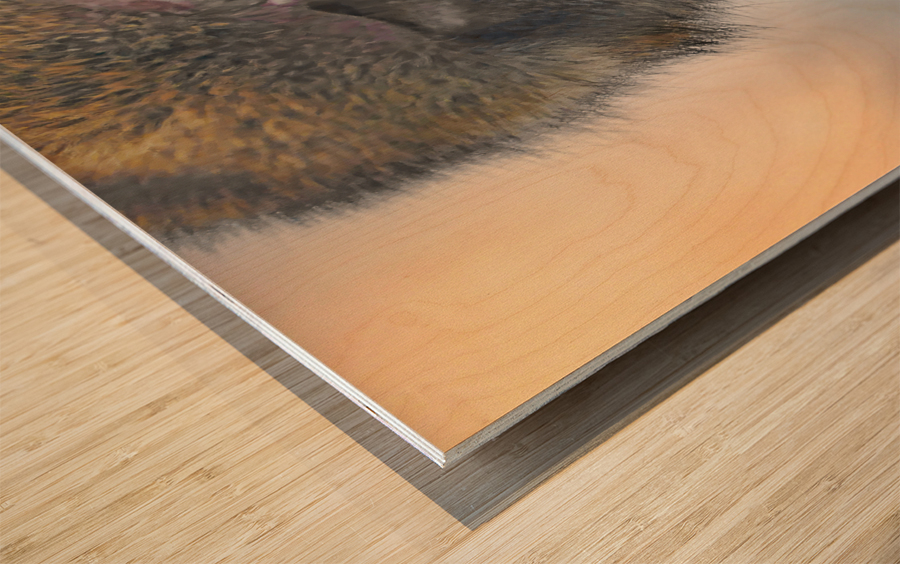 Barbary Macaques monkey Wood print