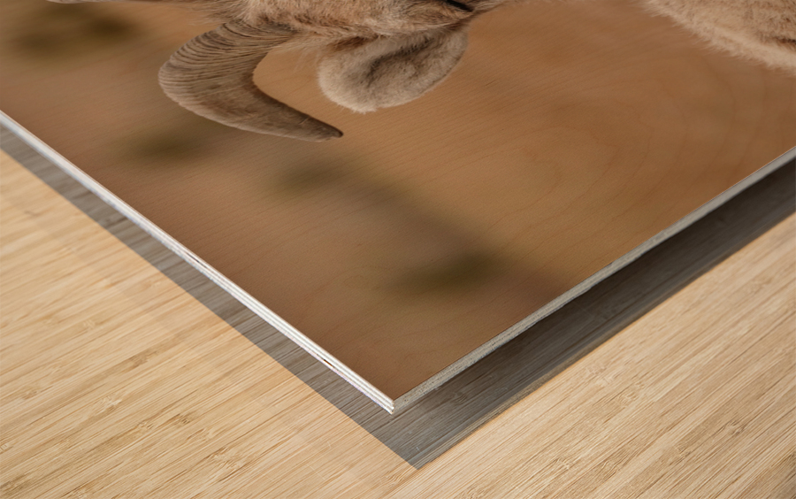 Dual big horns Wood print