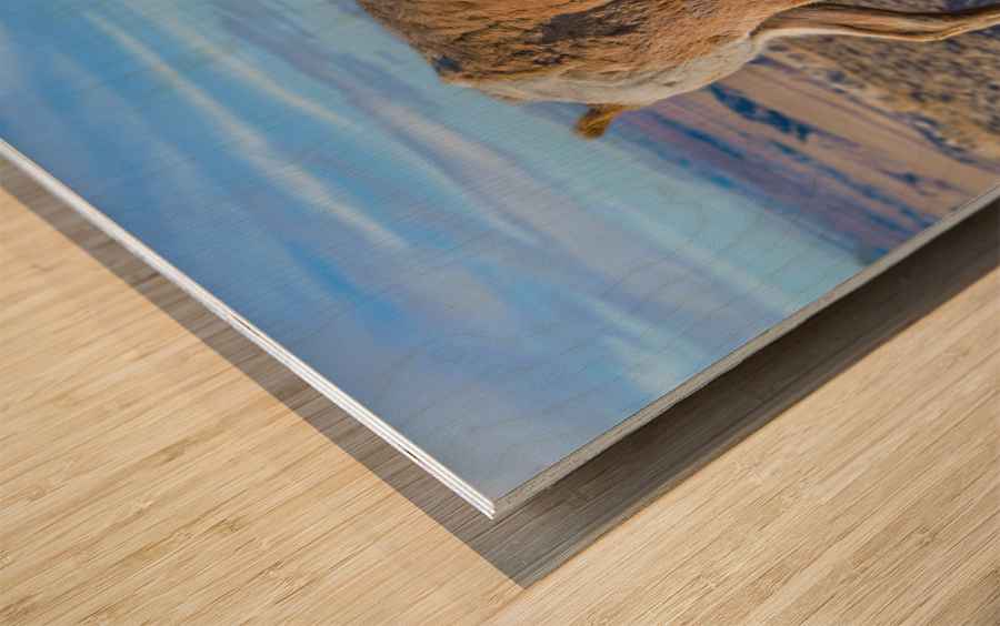 Badlands bighorn sheep Wood print