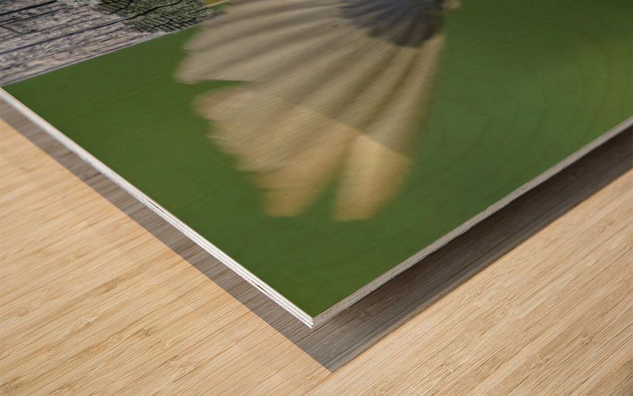 Tree swallow home Wood print