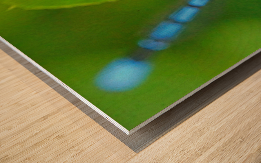 Damselfly and bee Wood print