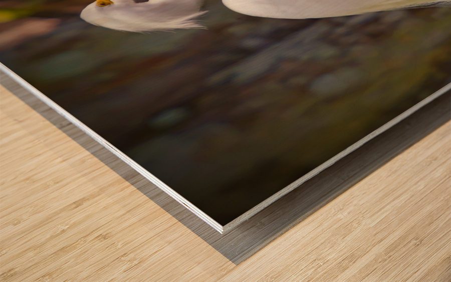 Great egret in Everglades Wood print