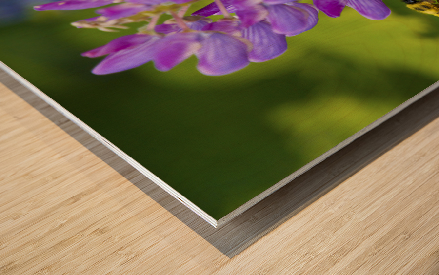 Bee on a lupin Wood print