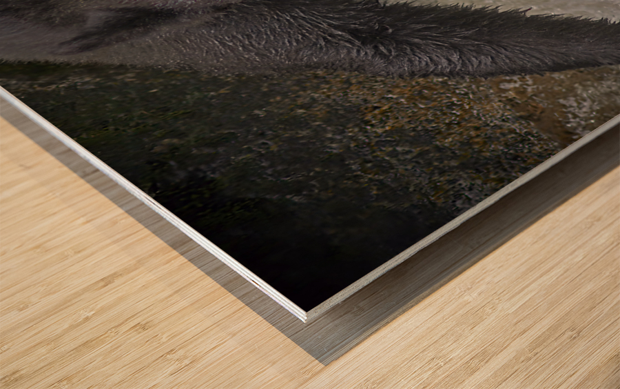 Black bear dinner Wood print