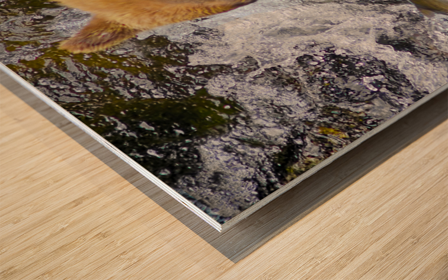 Dinner for grizzly  Wood print