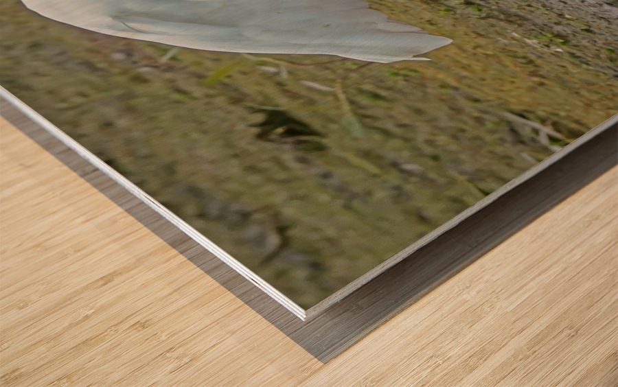 Catfish dinner for egret Wood print