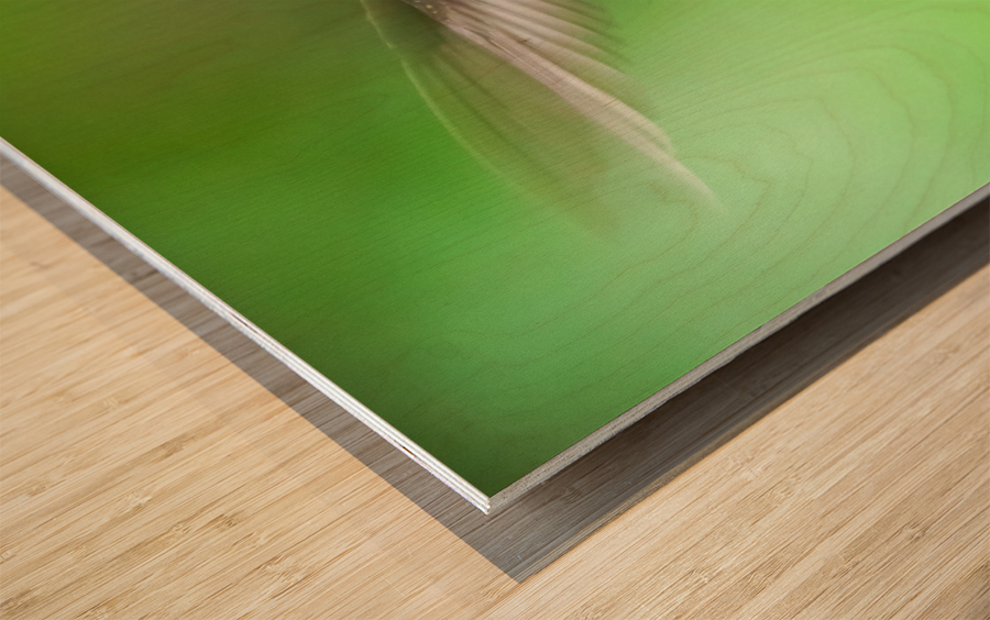 Male Ruby Hummer Wood print