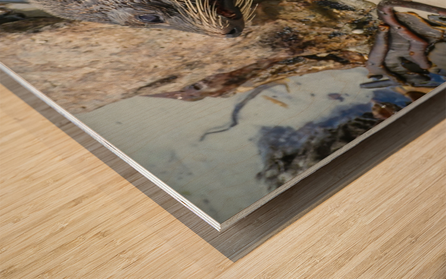 New Zealand fur seals Wood print