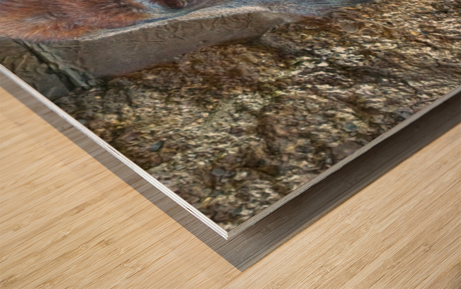 Lowland gorilla Wood print