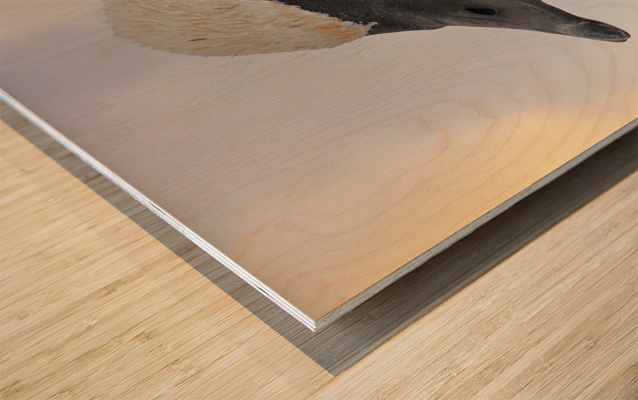 Trumpeting swan Wood print