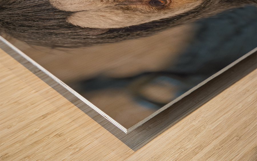 Speak no evil  Wood print