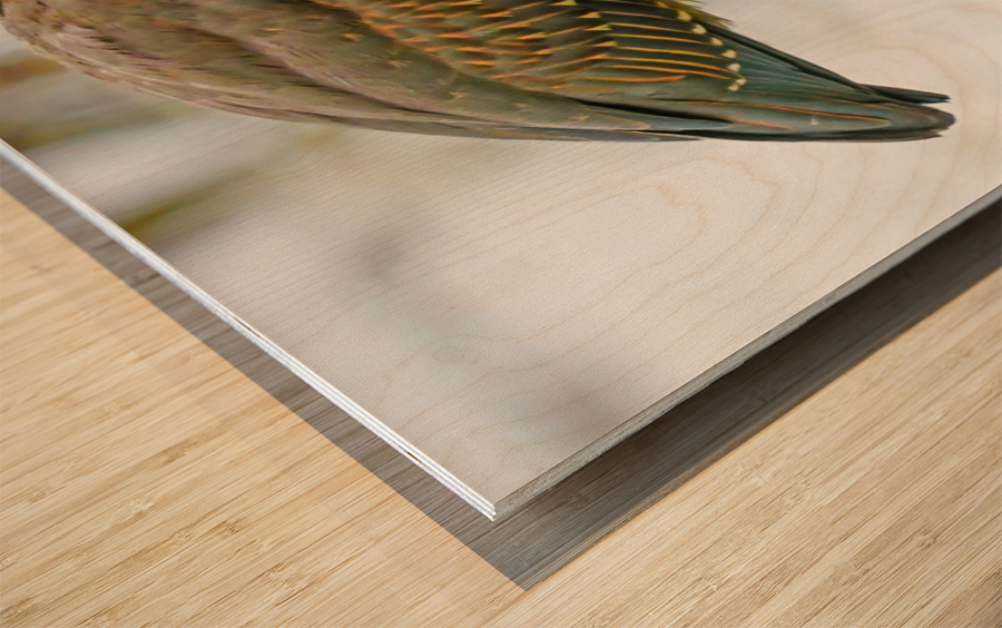 Green heron feeding Wood print