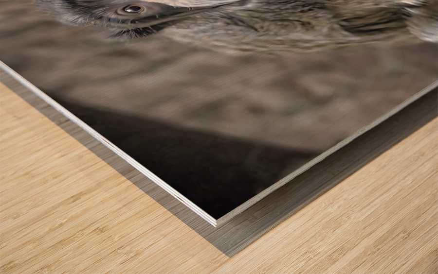 Spider monkey Wood print