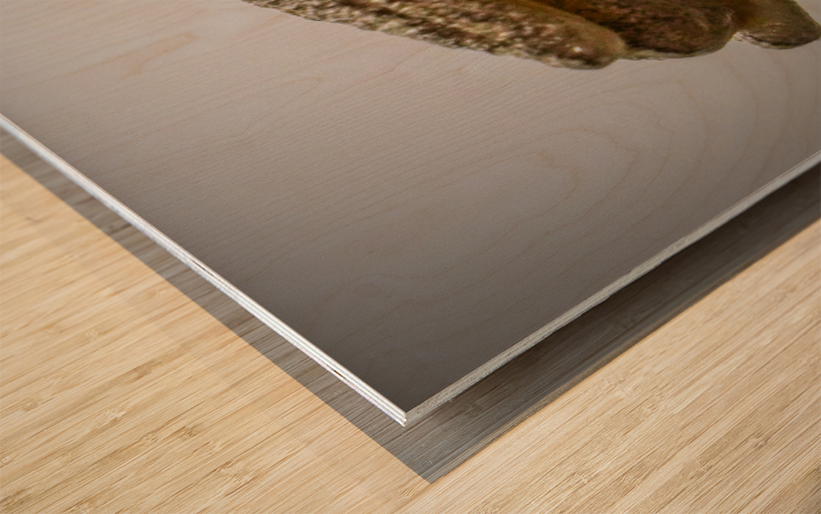 Tree frog Wood print