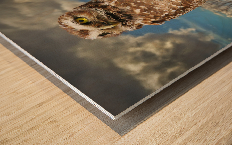 Pygmy Owl Wood print