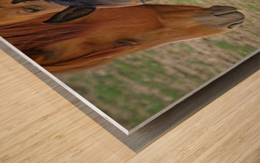 Washington horses Wood print