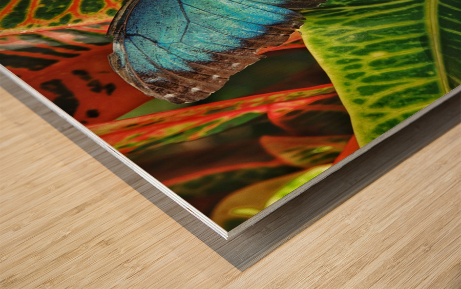 Common blue morpho Wood print