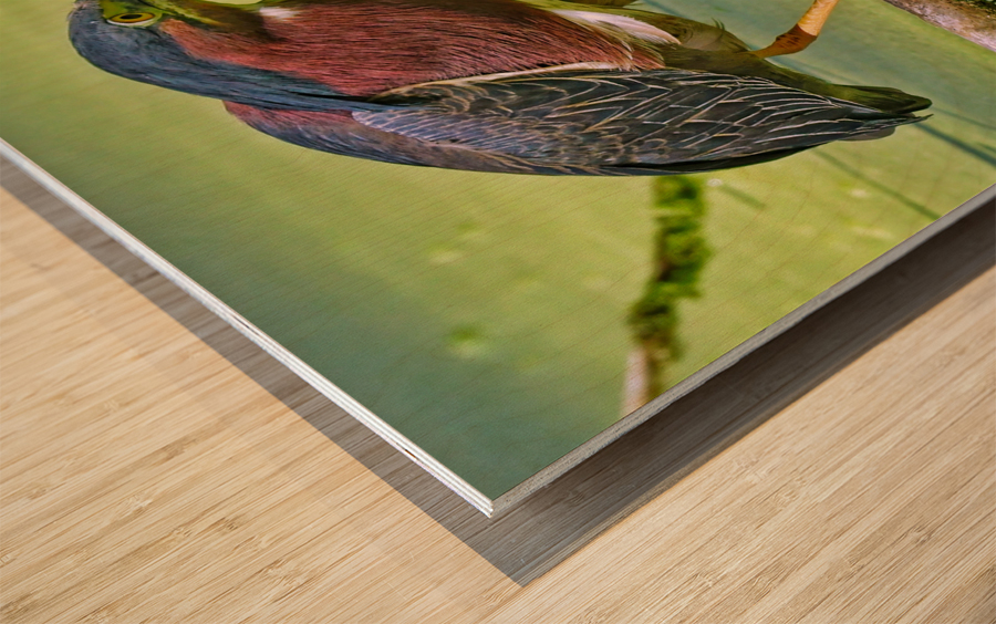 Green Heron  Wood print