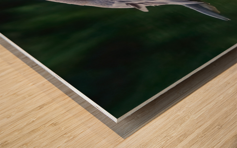 Blue heron landing Wood print