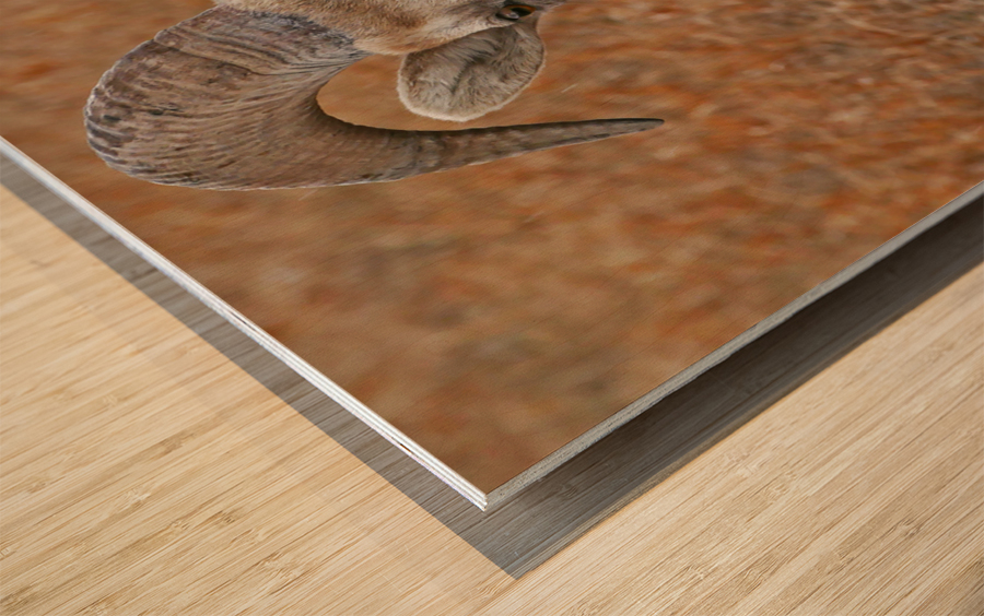 The look- bighorn sheep Wood print