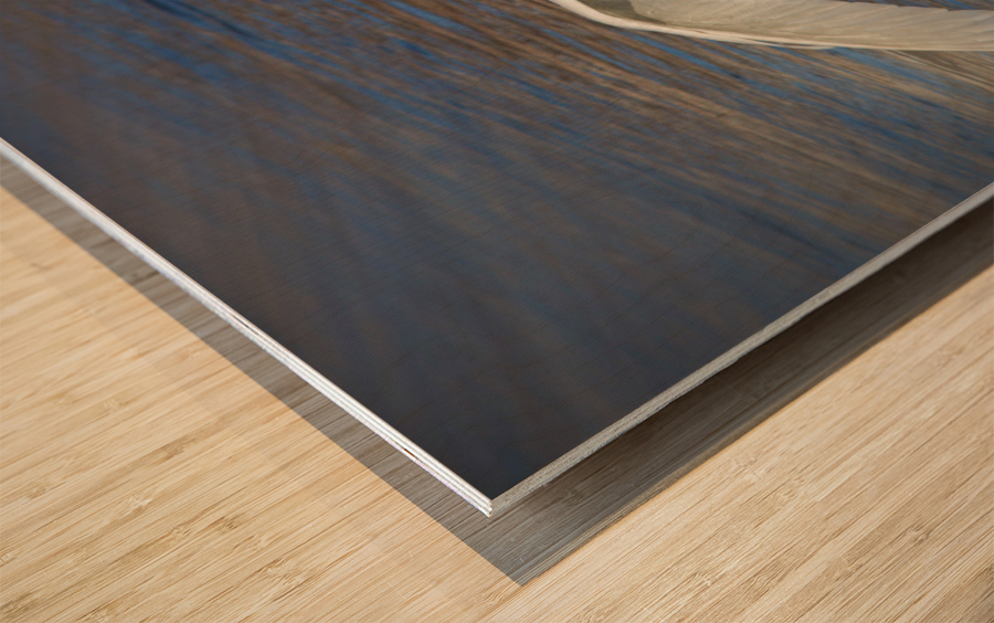 Wide wings of swan Wood print