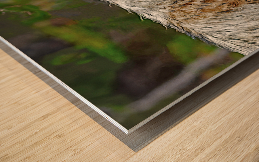 Wolf in the wild Wood print