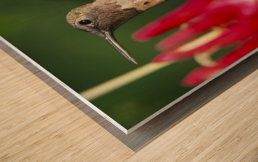 Hummer in the red Wood print