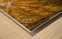 Sun Beams in Fall Color Wood print
