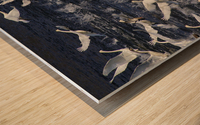 Swan Lift-Off Wood print